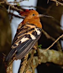 African Hoopoe