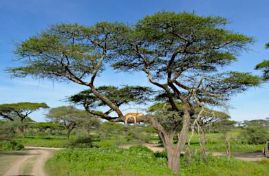 Ndutu Lioness