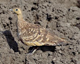 Chestnut Bellied Sandgrouse