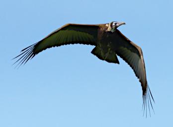 Hooded Vulture