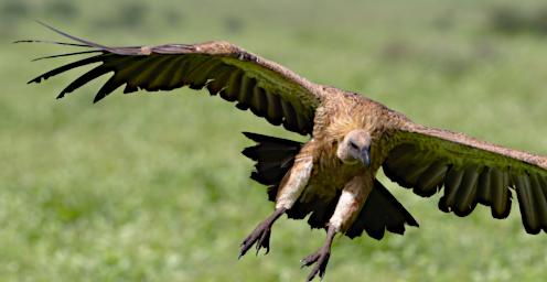 African White Backed Vulture