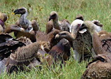 Ndutu Vultures Wildebeest