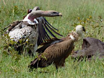 Ndutu Vultures Wildebeest