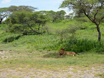 Ndutu Lions