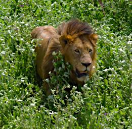 Ndutu Lion