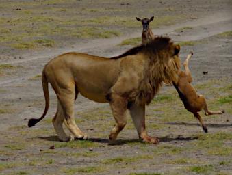 Ndutu Lion Wildebeest