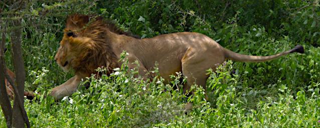 Ndutu Lion Wildebeest