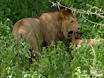 Ndutu Lion Wildebeest