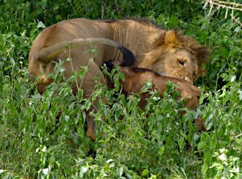 Ndutu Lion Wildebeest