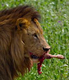 Ndutu Lion Wildebeest