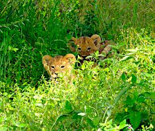 Ndutu Lion Kittens