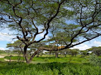 Ndutu Lioness