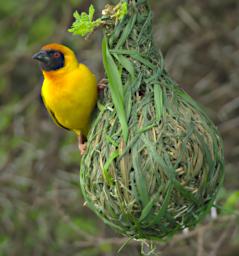Vitelline Masked Weaver