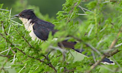 Black And White Cuckoo