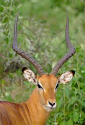 Ndutu Impala