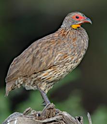 Yellow Necked Spurfowl