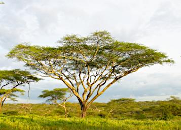 Ndutu Tree Acacia