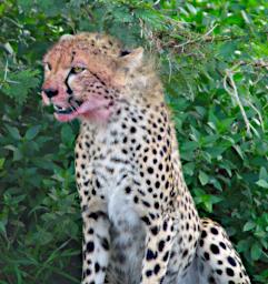 Ndutu Cheetah