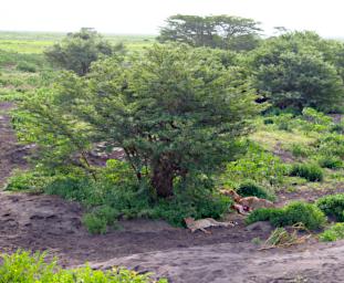 Ndutu Cheetahs