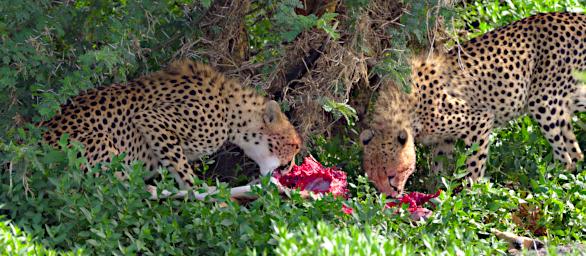Ndutu Cheetahs