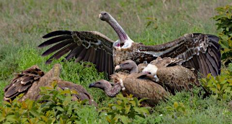 Ruppells Griffon Vulture