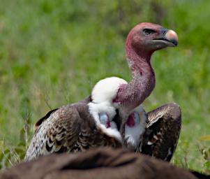 Ruppells Griffon Vulture