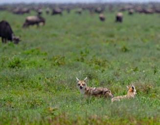Ndutu Golden Jackal