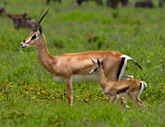 Ndutu Grants Gazelle