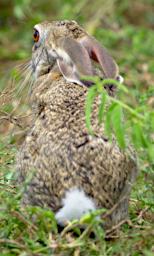 Ndutu African Scrub Hare
