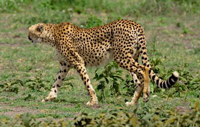 Ndutu Cheetah