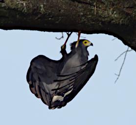 African Harrier Hawk Harassing Fischers Lovebirds