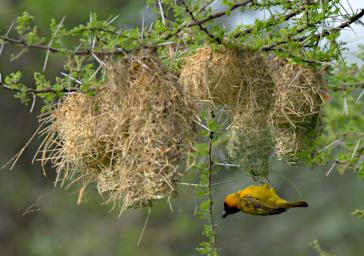 Bird Xxx Weaver Nest