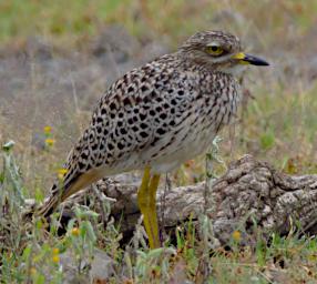 Spotted Thick Knee