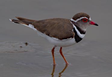 Three Banded Plover
