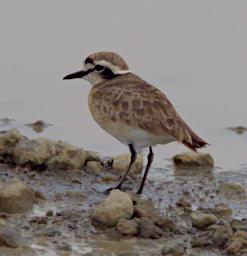 Kittlitzs Plover