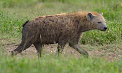 Ndutu Spotten Hyena
