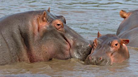 Seronera Hippo