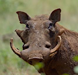 Seronera Warthog