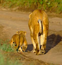 Seronera Lioness Kitten