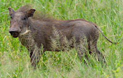 Seronera Warthog