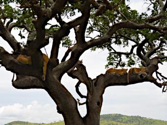 Seronera Lions Tree