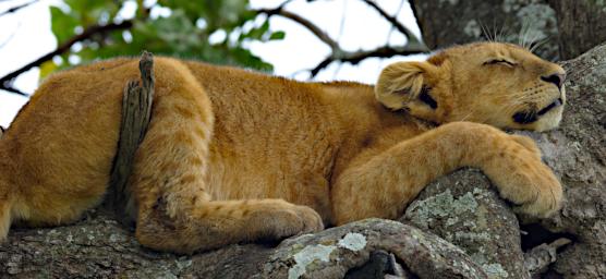 Seronera Lion Cub Tree
