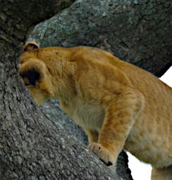 Seronera Lion Cub