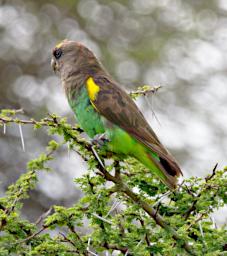 Seronera Bird Brown Parrot