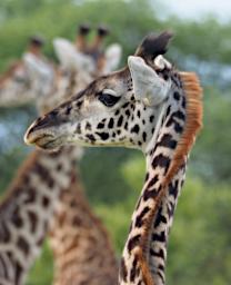 Tarangire Giraffe P3030988