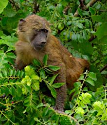 Tarangire Olive Baboon