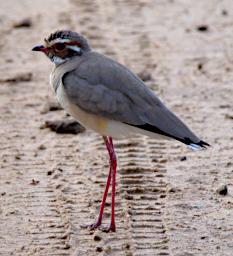 Tarangire Bird Violet Tipped Courser
