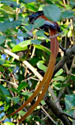 WKili Bird African Paradise Flycatcher