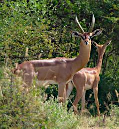 WKili Gerenuk