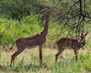 WKili Gerenuk